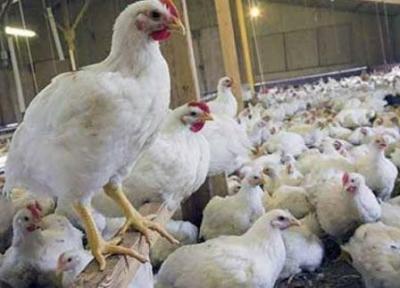 طهماسبی: مرغ سایز سالم تر است و صرفه اقتصادی بیشتری برای تولیدکننده دارد خبرنگاران