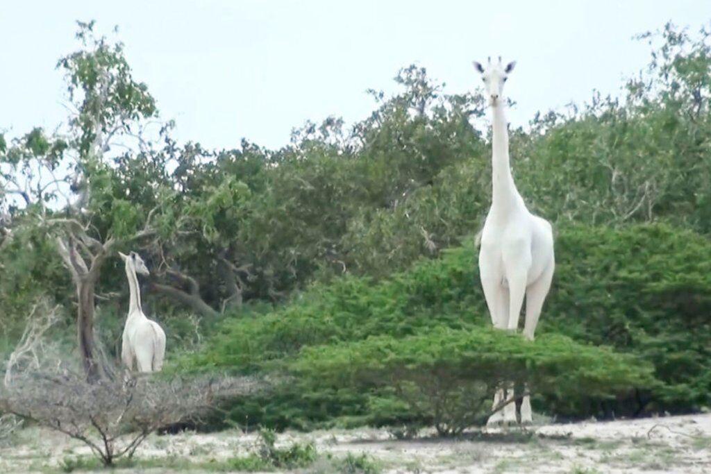 خبرنگاران شکار دو زرافه نادر سفید در کنیا