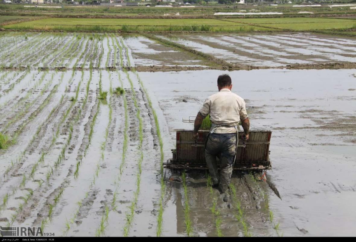 خبرنگاران بیش از6500 دستگاه نشاء کار در گیلان آماده کاشت برنج است