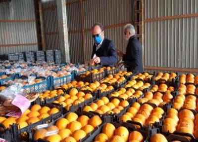 خبرنگاران قیمت میوه تنظیم بازار در قم تعیین شد