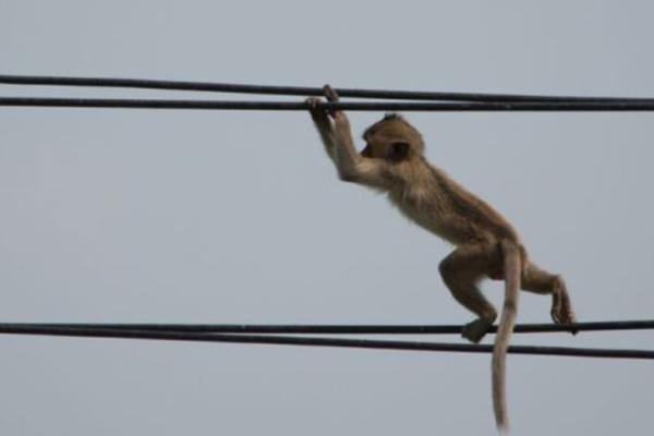 قطع سراسری برق در کنیا به وسیله یک میمون