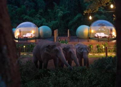 تور تایلند ارزان: حباب های جنگلی تایلند؛ اقامتگاهی لوکس برای زندگی در کنار فیل ها