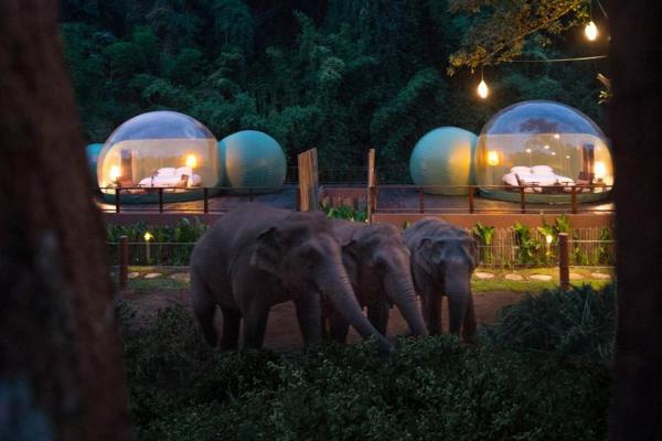 تور تایلند ارزان: حباب های جنگلی تایلند؛ اقامتگاهی لوکس برای زندگی در کنار فیل ها