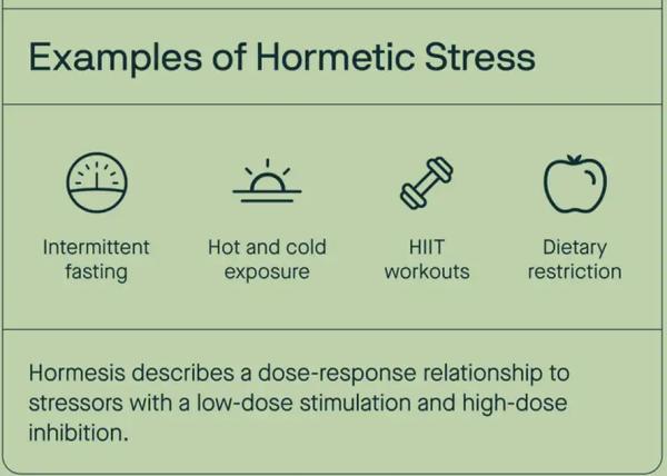 چرا برخی استرس ها شما را جوان تر می نمایند؟ راز پدیدهٔ هورمسیس در بدن انسان
