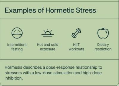 چرا برخی استرس ها شما را جوان تر می نمایند؟ راز پدیدهٔ هورمسیس در بدن انسان